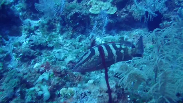 Nassau Grouper