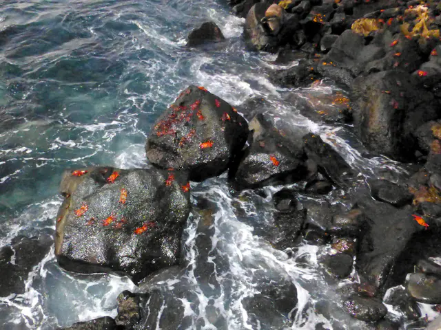 Sally Lightfoot Crabs scramble across the black lava rocks along the harbor at Puerto Baquerizo Moreno, San Cristobal Island.