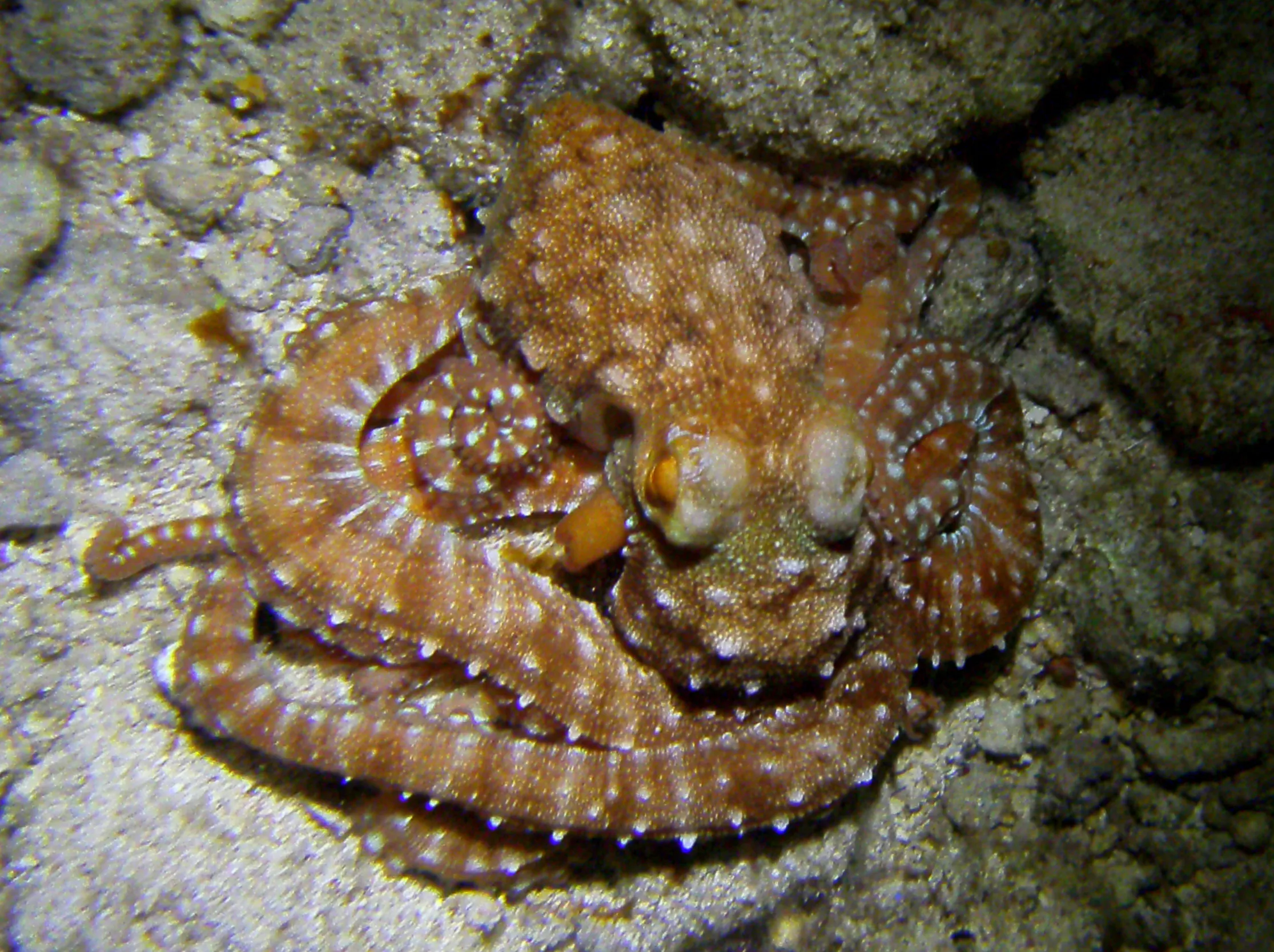 Octopus