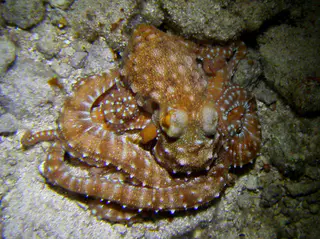 Octopus