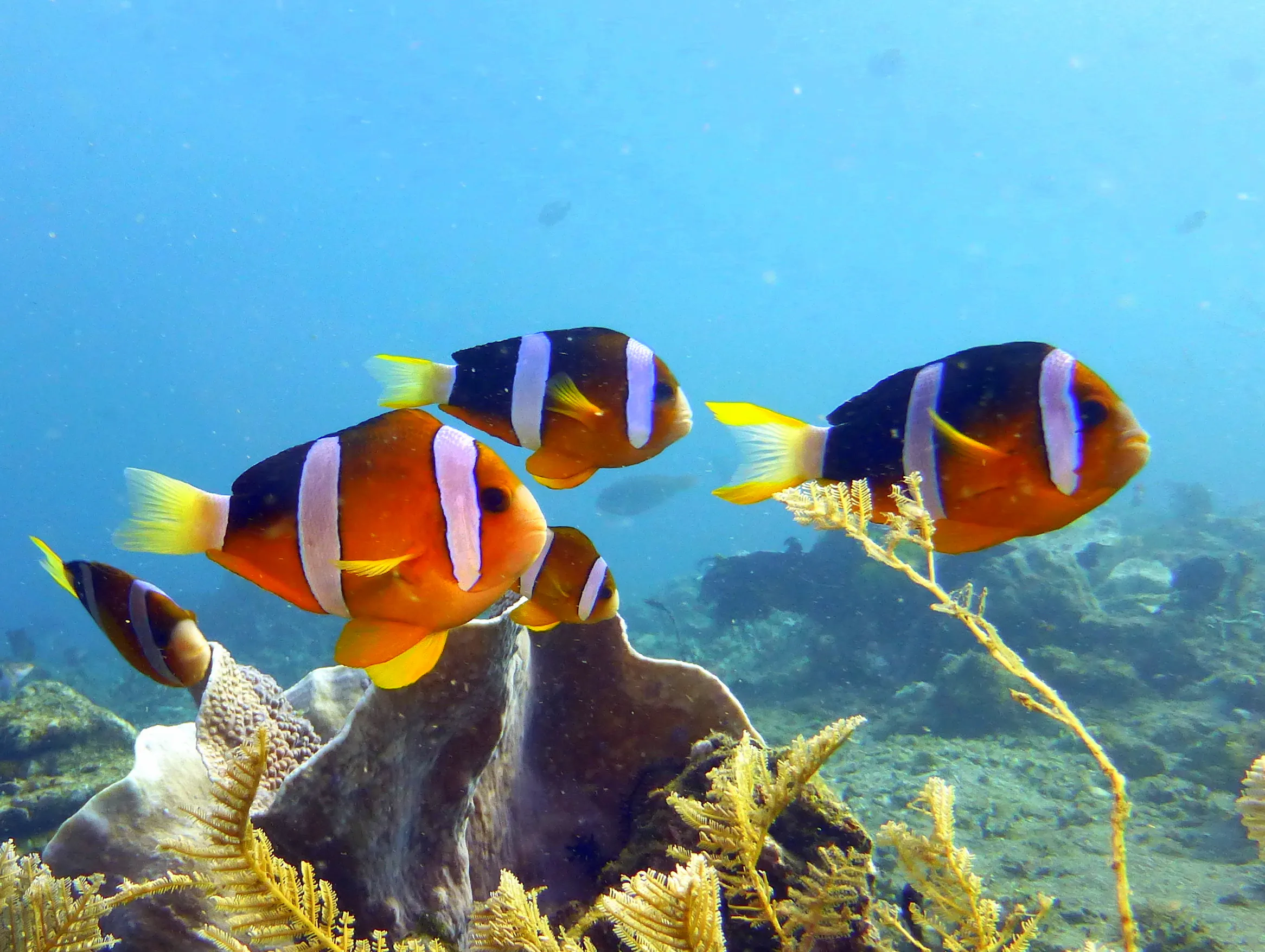 Anemonefish, Philippines, 2014