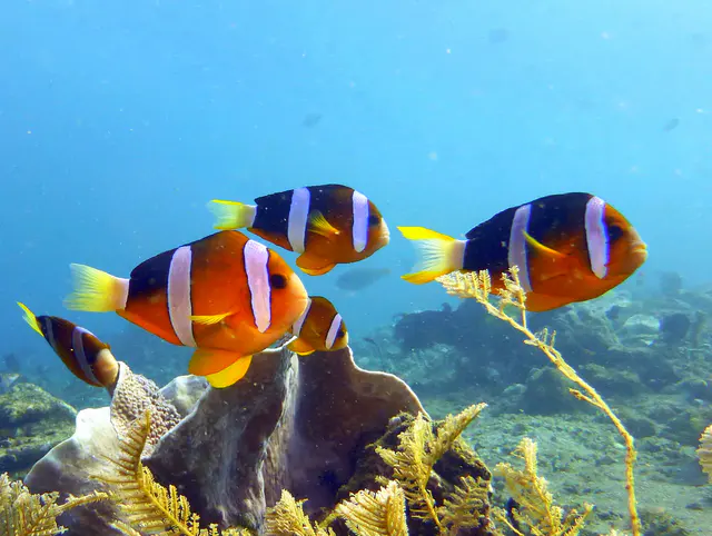 Underwater photograph by Joel Bergsma