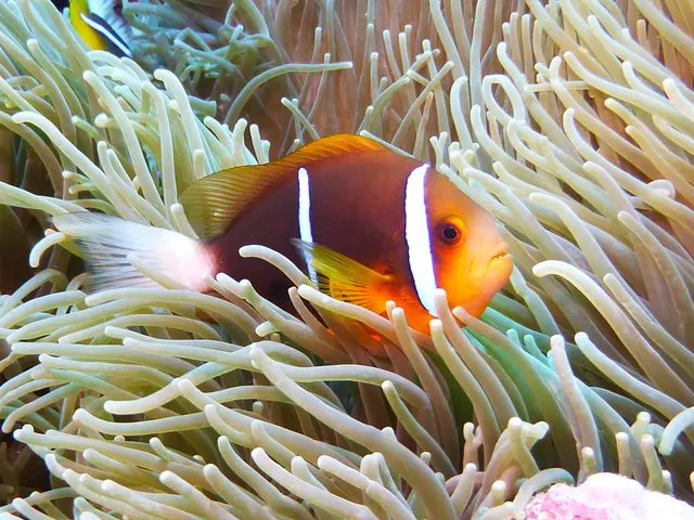 Orange-Finned Anemonefish.  See Gerald Allen, et al, Reef Fish Identification - Tropical Pacific (2003) at page 64.