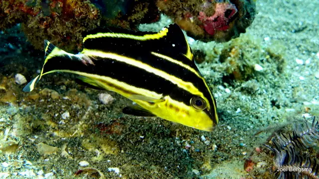 Underwater photograph by Joel Bergsma