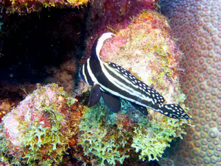 Underwater photograph by Joel Bergsma