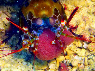 Underwater photograph by Joel Bergsma