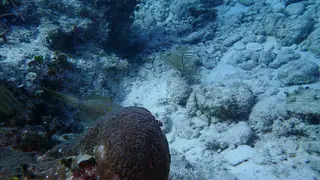 Scrawled Filefish