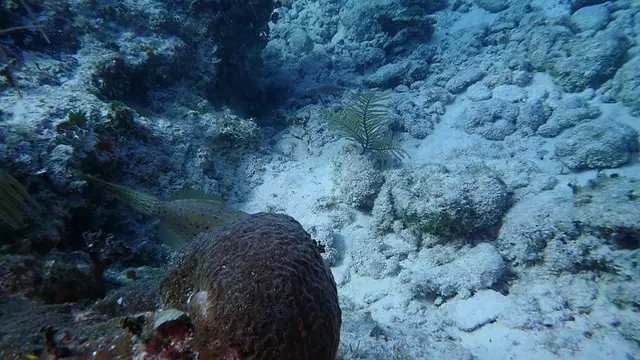 Scrawled Filefish