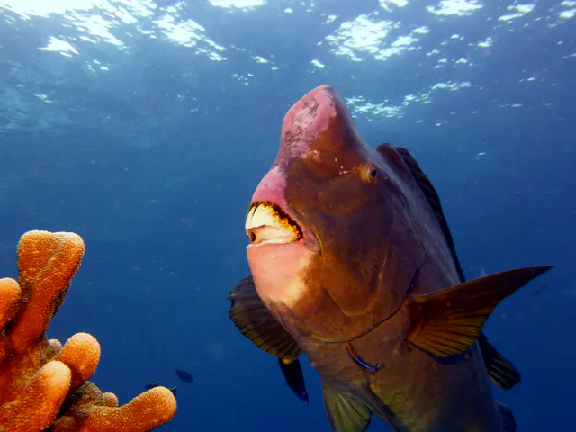 Underwater photograph by Joel Bergsma