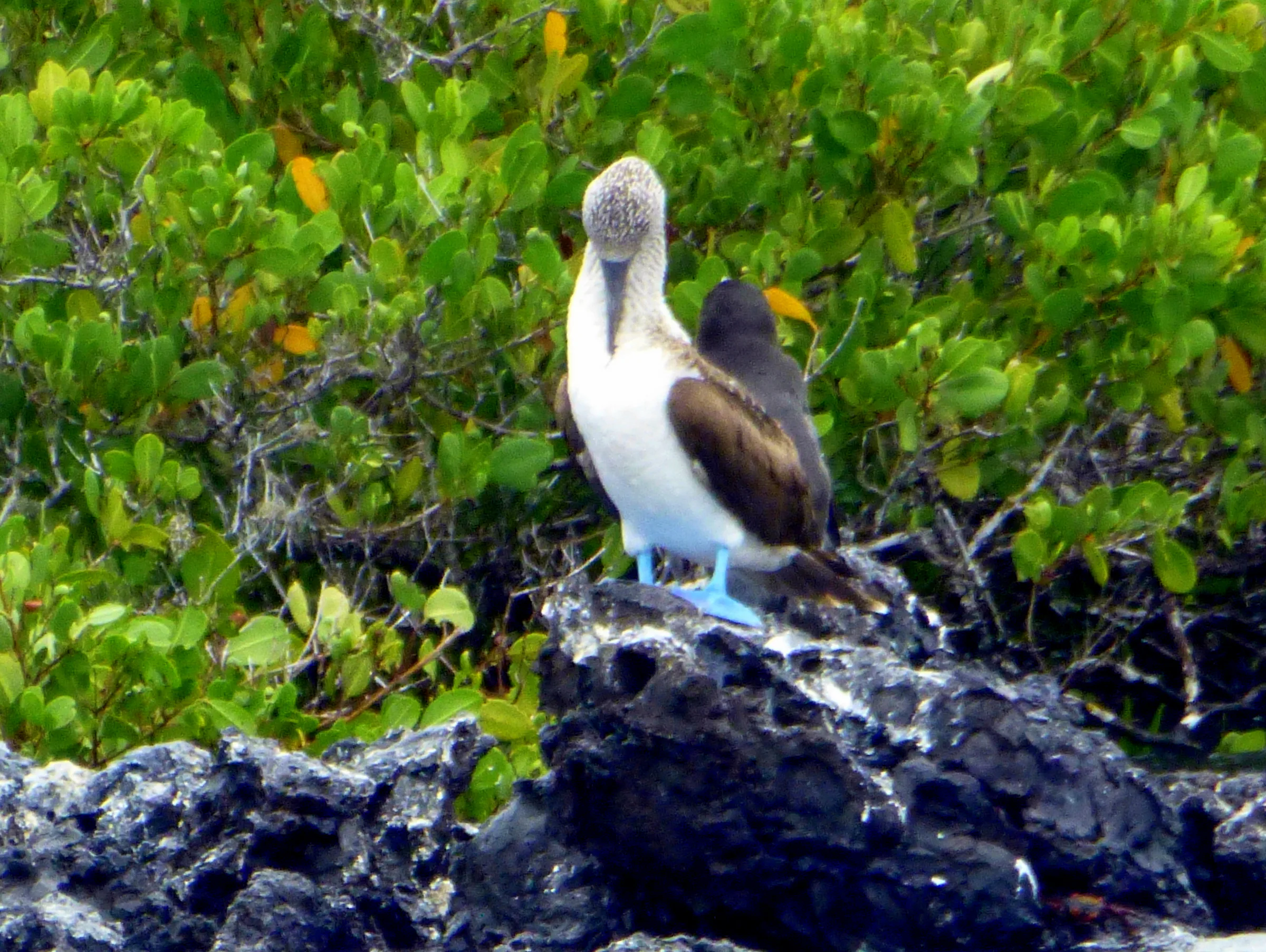 Blue Footed Booby