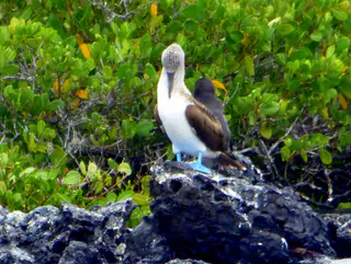 Blue Footed Booby