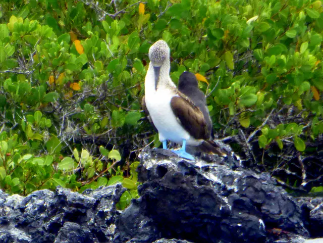 Blue Footed Booby