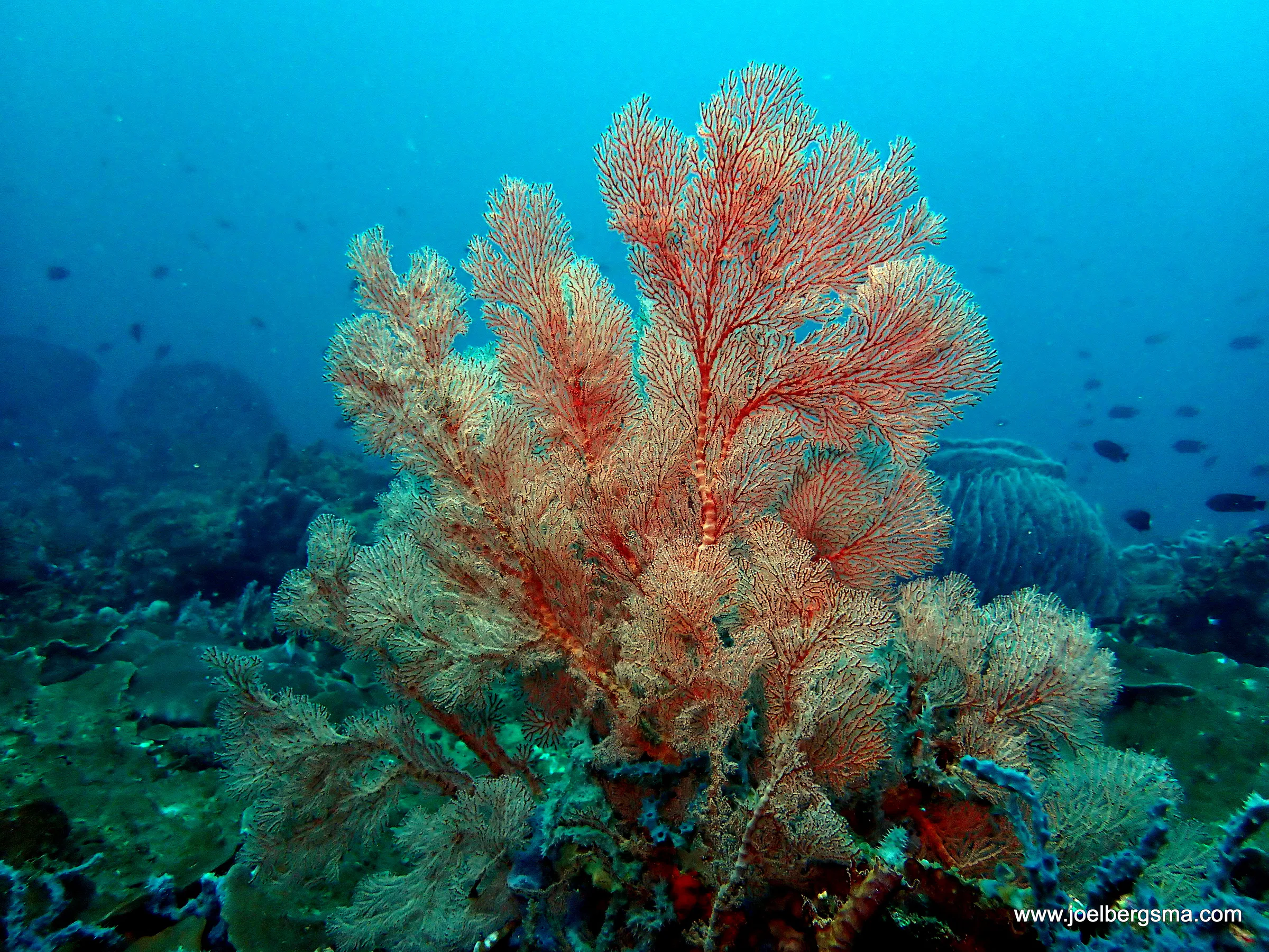 Philippines underwater photograph, 2022