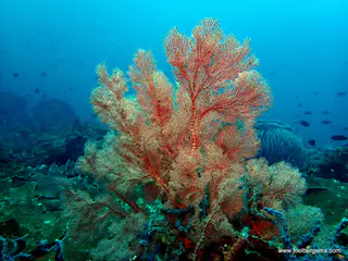 Underwater photograph by Joel Bergsma