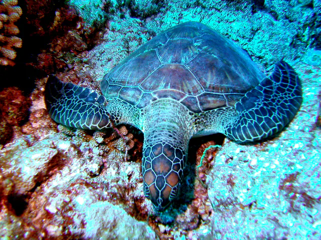Sleeping Green Sea Turtle.