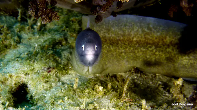 Underwater photograph by Joel Bergsma