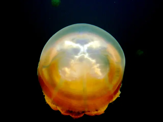 Golden Jellyfish.