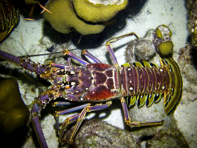 Underwater photograph by Joel Bergsma