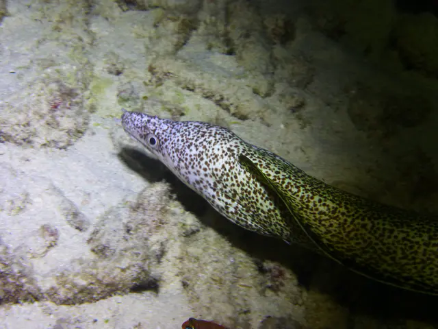 Underwater photograph by Joel Bergsma