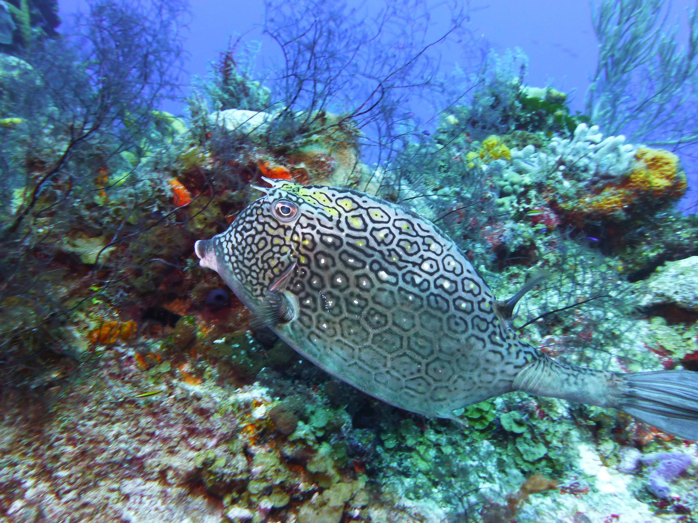Honeycomb Cowfish, Cozumel, 2013