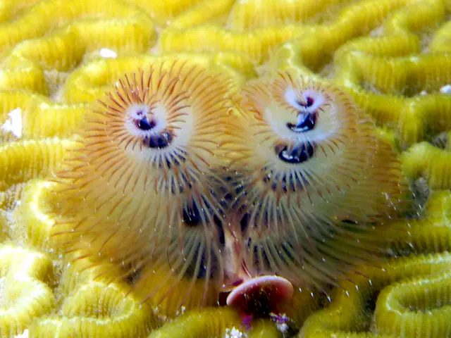 Underwater photograph by Joel Bergsma