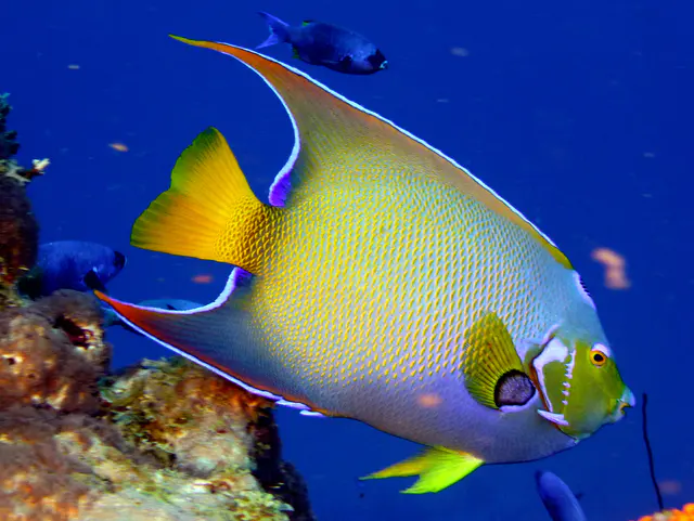 Underwater photograph by Joel Bergsma