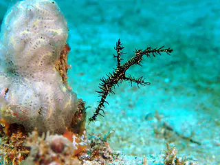 Underwater photograph by Joel Bergsma