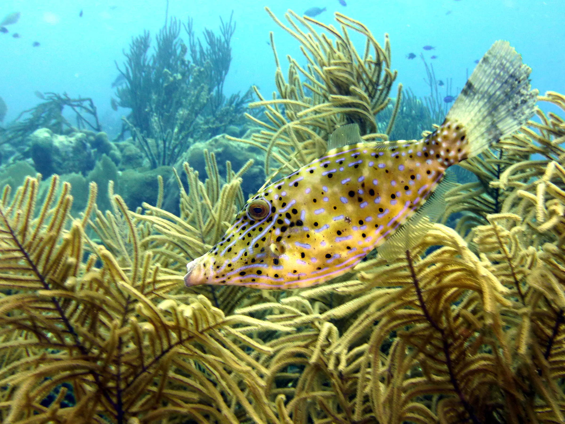 Scrawled Filefish, Bonaire, 2015
