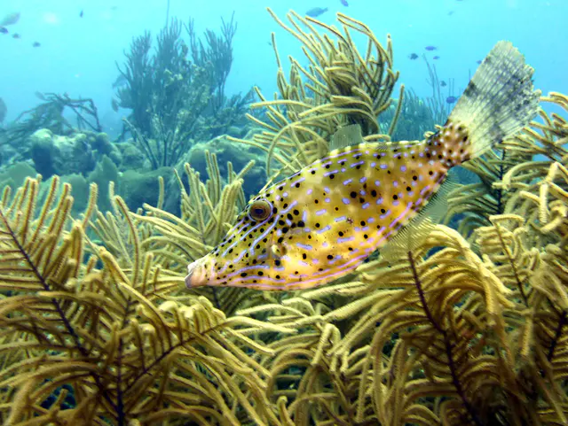 Underwater photograph by Joel Bergsma