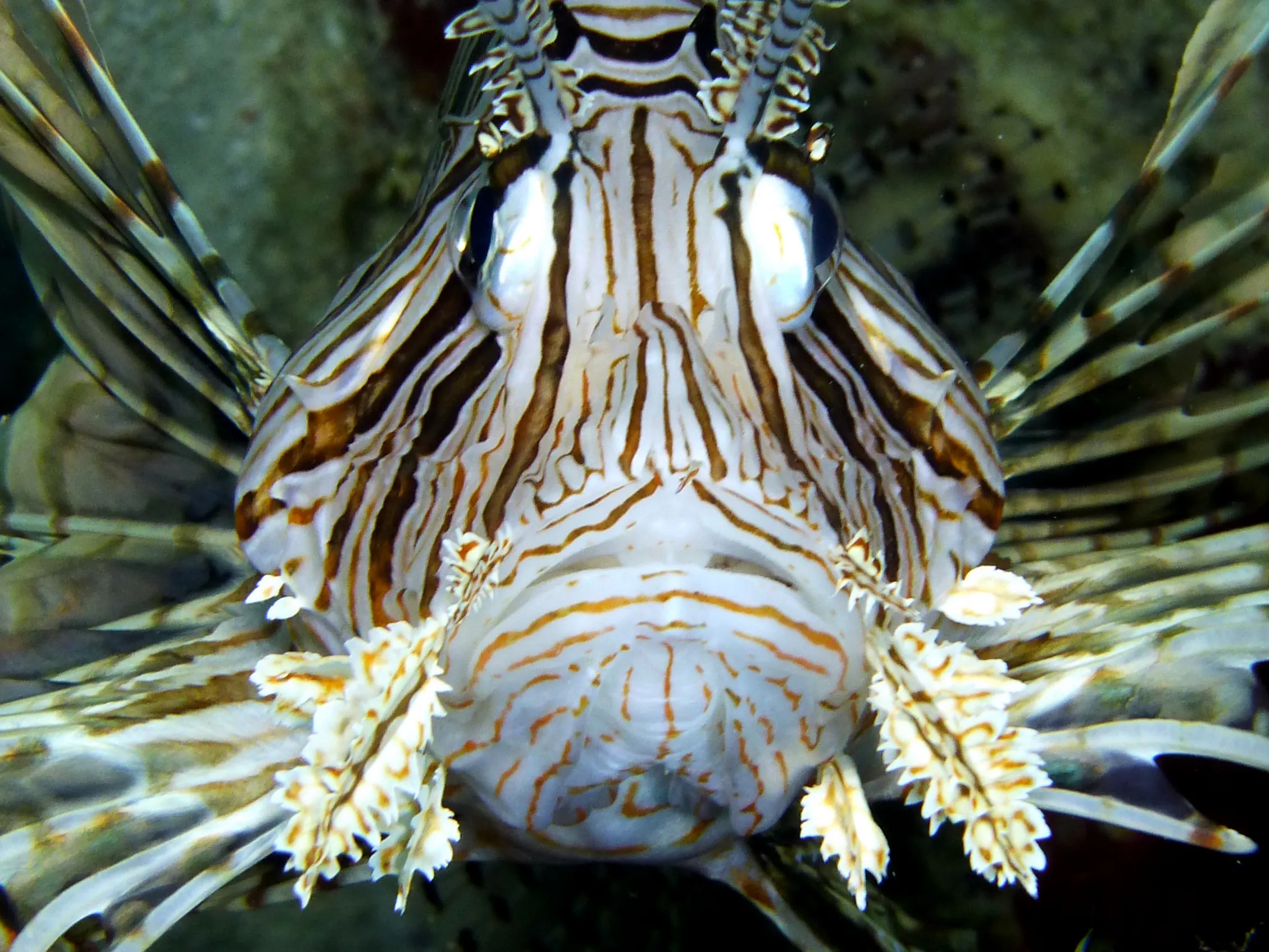 Lionfish, Curacao, 2015