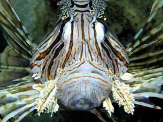 Underwater photograph by Joel Bergsma
