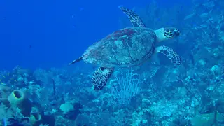Hawksbill Turtle