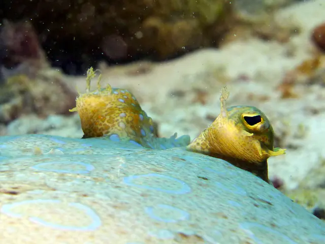 Underwater photograph by Joel Bergsma