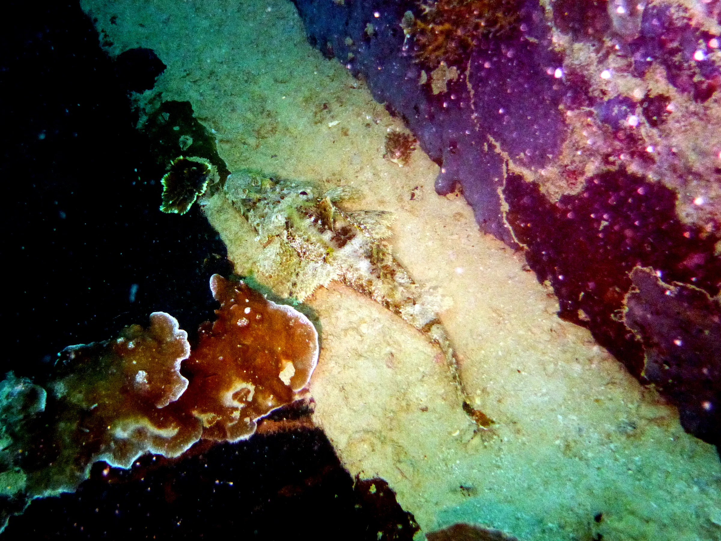 Crocodilefish, Palau, 2013
