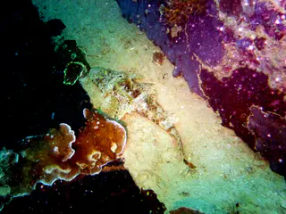 Underwater photograph by Joel Bergsma