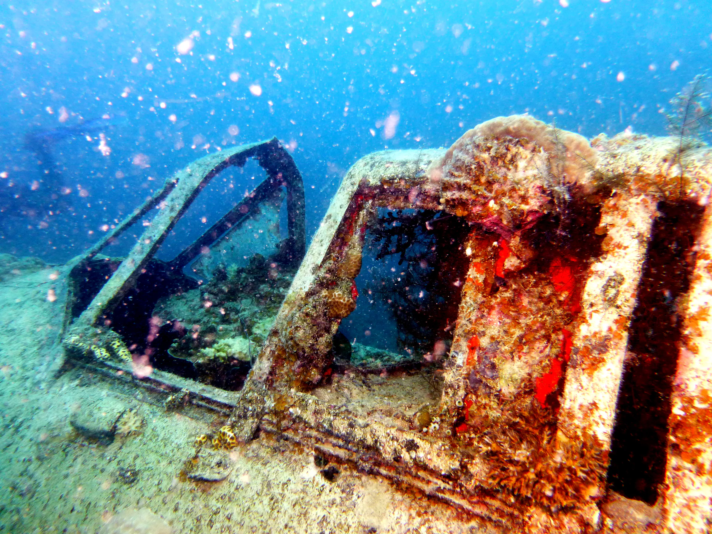 Palau underwater photograph, 2013