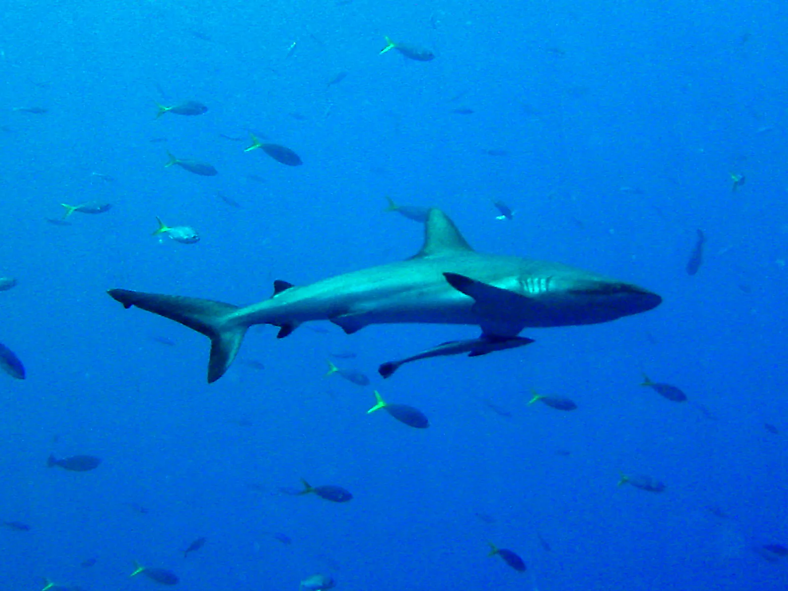 Grey shark with remora attached to its belly.