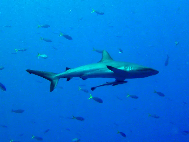 Grey shark with remora attached to its belly.
