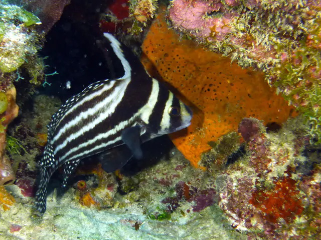 Underwater photograph by Joel Bergsma