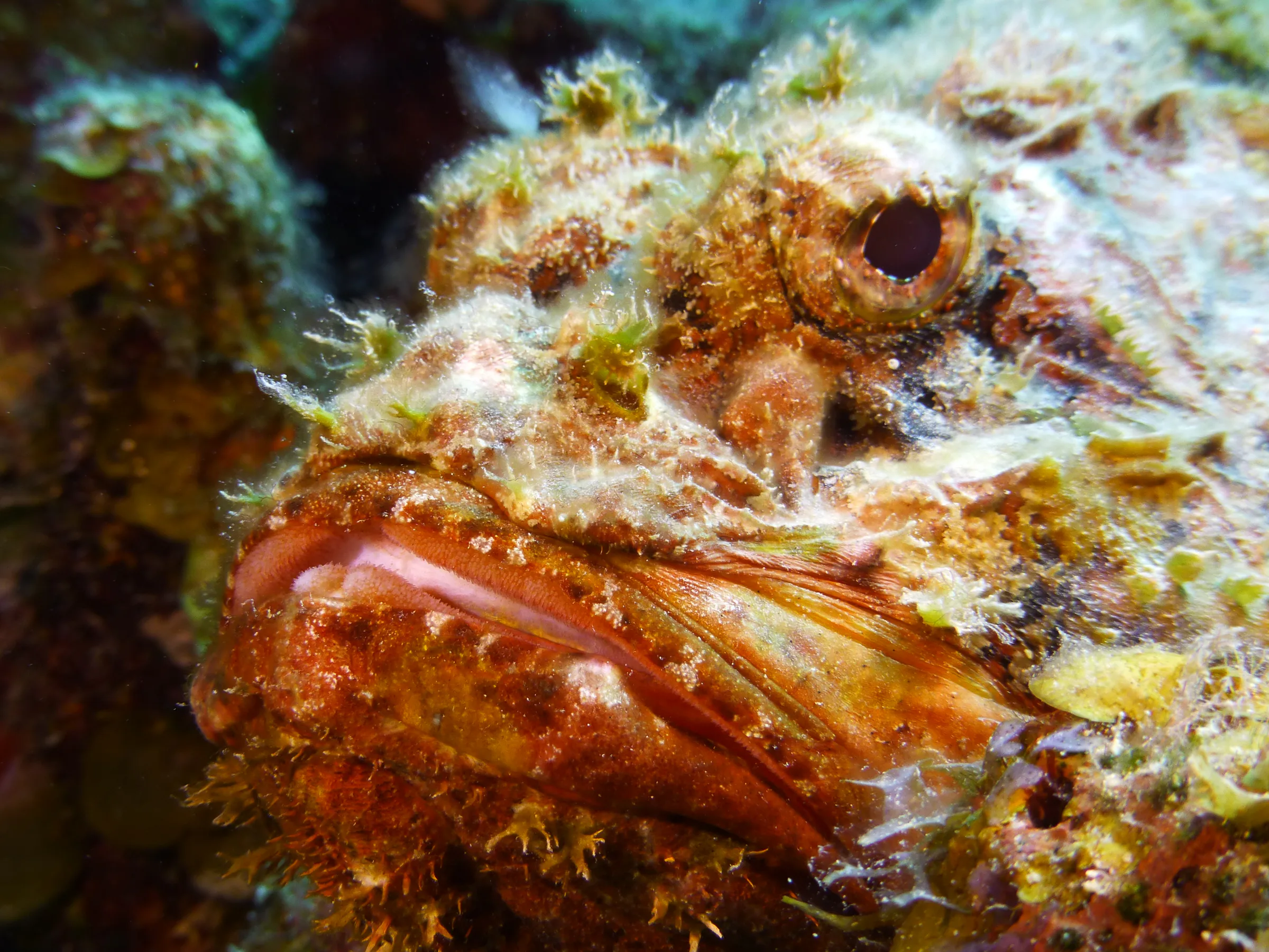 Scorpionfish, Belize, 2017