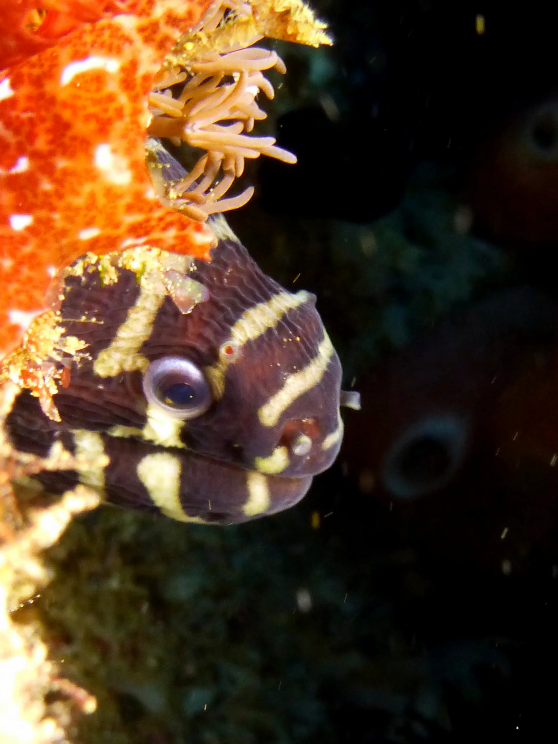 Philippines underwater photograph, 2014