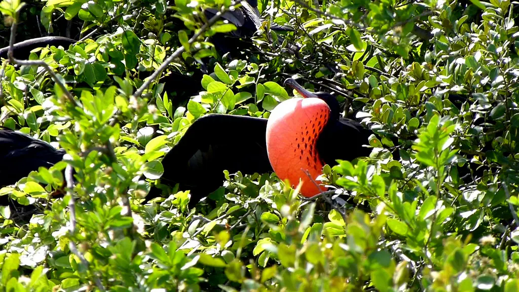 Frigate Bird. Nesting Season.