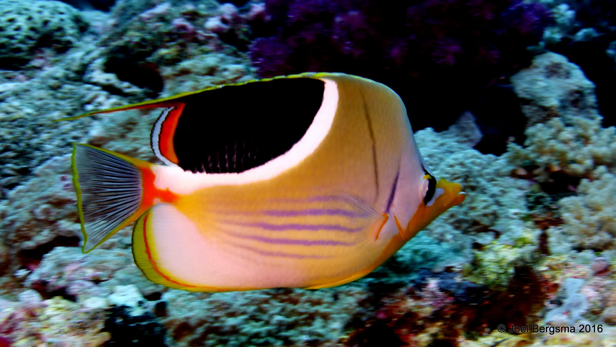 Butterflyfish, Palau, 2016