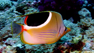 Underwater photograph by Joel Bergsma
