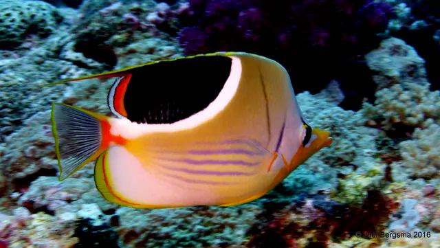 Underwater photograph by Joel Bergsma