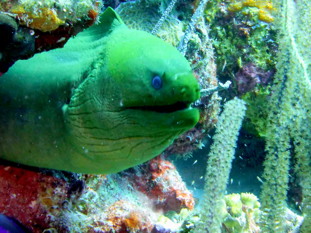Underwater photograph by Joel Bergsma
