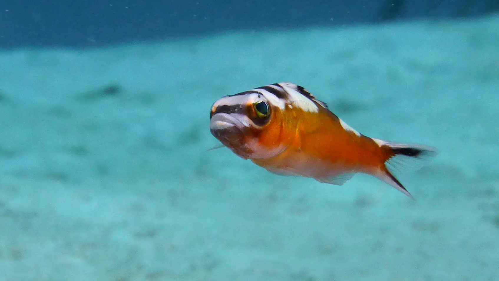 Tobaccofish, Belize, 2017