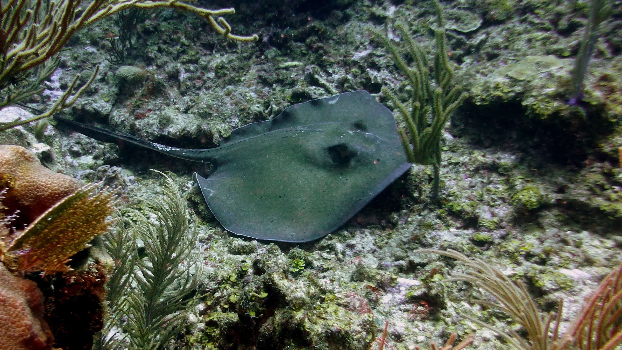 Southern Stingray, Belize, 2017