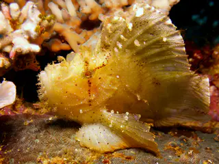 Leaf Scorpionfish - Yellow Variation.  Gerald Allen, et al, Reef Fish Identification - Tropical Pacific (2003), page 378.