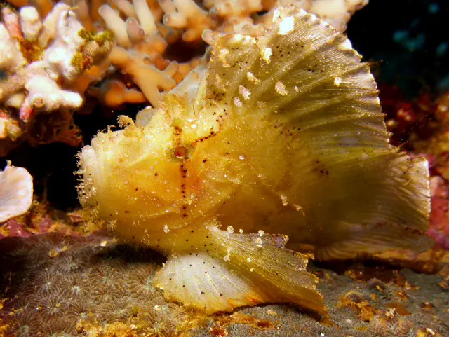 Leaf Scorpionfish - Yellow Variation.  Gerald Allen, et al, Reef Fish Identification - Tropical Pacific (2003), page 378.